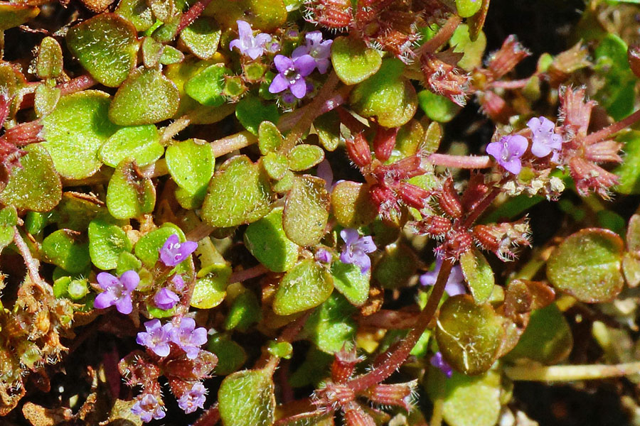 Mentha requienii subsp. requienii / Menta di Requien